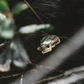 IMG_2652297